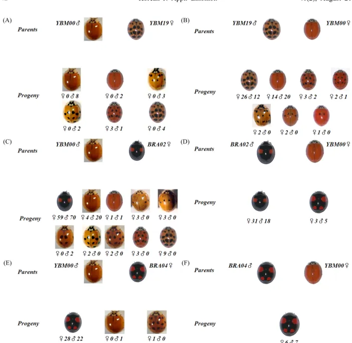 Fig. 6. Cross combination of H. axyridis with YBM00 elytra colored patterns. (A) Male of YBM00 breed with female of YBM19;