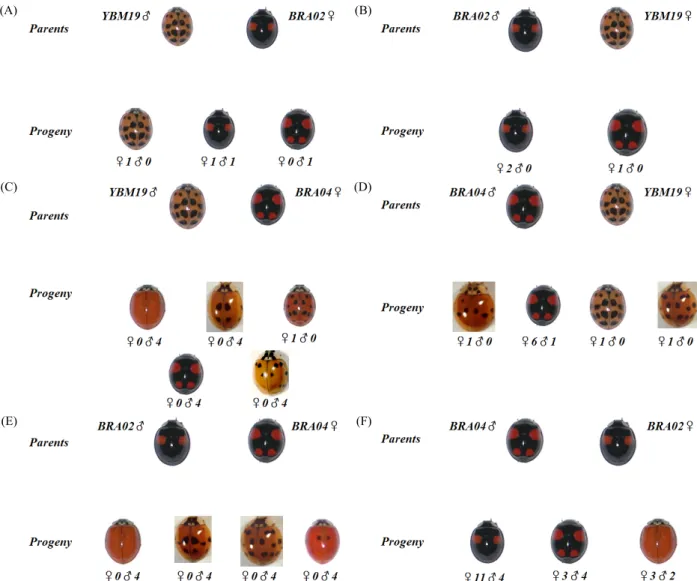 Fig. 7. Cross combination of H. axyridis between different elytra colored pattern groups
