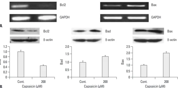 Fig. 3. The effects of capsaicin on apoptosis related gene/protein expression. (A) mRNA expression of Bcl-2 and Bax was assessed by  RT-PCR