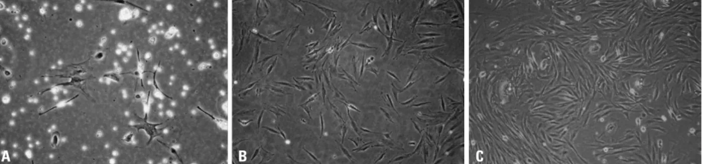 Fig. 1. Morphology of cultured cells isolated from chorions observed by optical microscopy at 100-fold magnitude