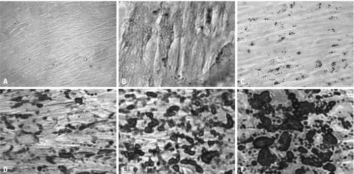 Fig. 4. The mRNA levels of C/EBPα (A), PPARγ (B), GPD2 (C) and FABP4 (D) were assessed in induced (■) and non-induced (●) samples using real time quan- quan-titative PCR