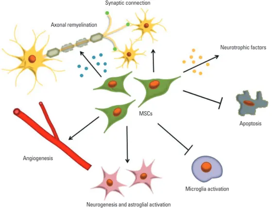 Fig. 1. Potential therapeutic mechanisms of neurorestoration using mesenchymal stem cells