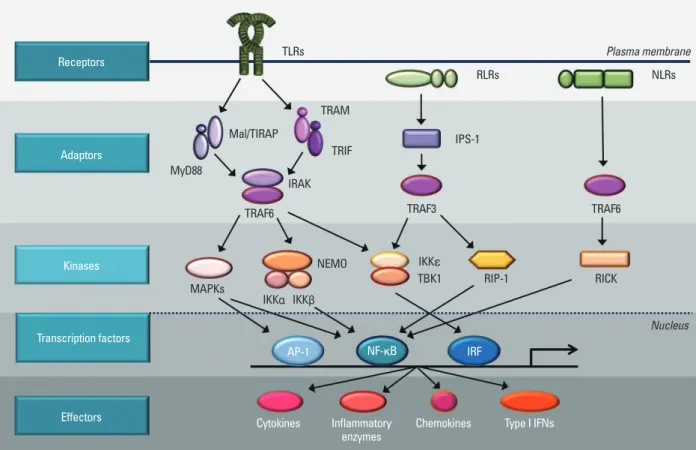Fig. 1. Intracellular signaling pathways of pattern-recognition receptors.  TLRs are mostly present on the membrane