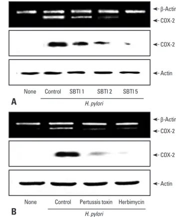 Fig. 1. H. pylori-induced expressions of PAR2 and COX-2 are inhibited in  AGS cells transfected with PAR2 AS ODN