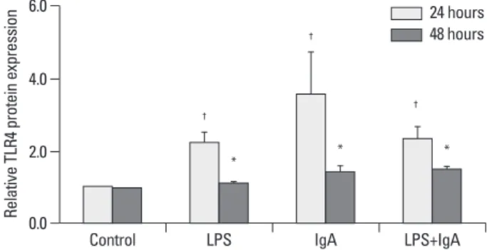 Fig. 2. TLR4 protein expression was increased by LPS or IgA stimulation at  24 hours and 48 hours