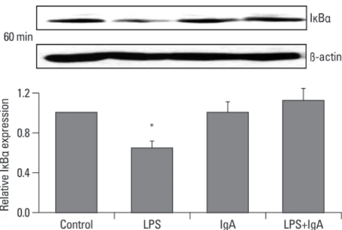 Fig. 7. LPS- or IgA-induced TLR4 protein expression and MAPK activation  were inhibited by transfection with TLR4 siRNA