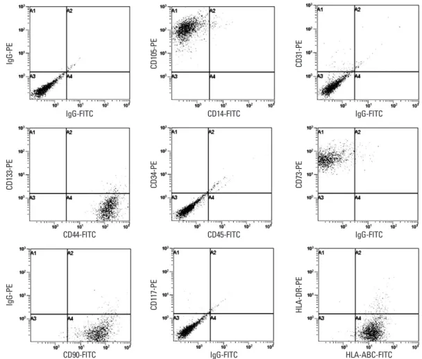 Fig. 2. Expression of cell surface markers of ASCs isolated from lipoaspirates preserved for 24 hours