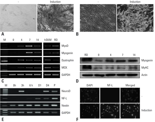 Fig. 4. Differentiation potentials of ASCs isolated from lipoaspirates preserved for 24 hours
