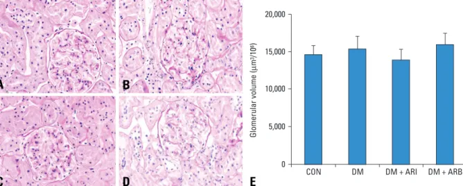 Fig. 1. Representative examples of PAS staining of glomeruli are shown for (A) CON, (B) DM, (C) DM + ARI, and (D) DM + ARB