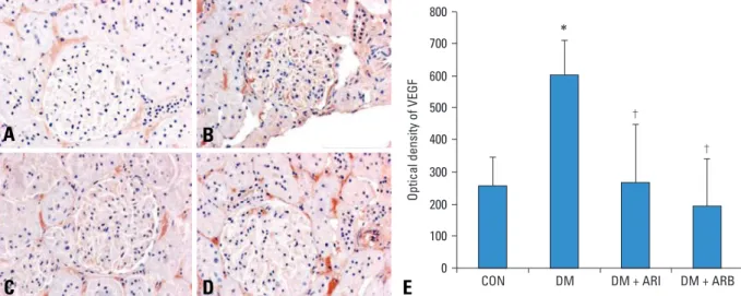 Fig. 4. Quantification of renal VEGF mRNA by real time RT-PCR. The VEGF / GAPDH ratio in the diabetic control group increased compared to the normal control rats