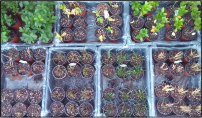 Table 1. Physical and chemical characteristics sterilized growing medium used in this experiment