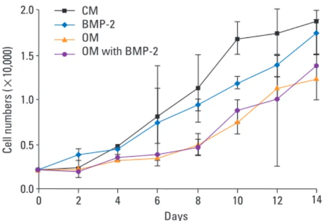 Fig. 1. Proliferation of BMSCs in osteogenic medium with or without BMP-2.