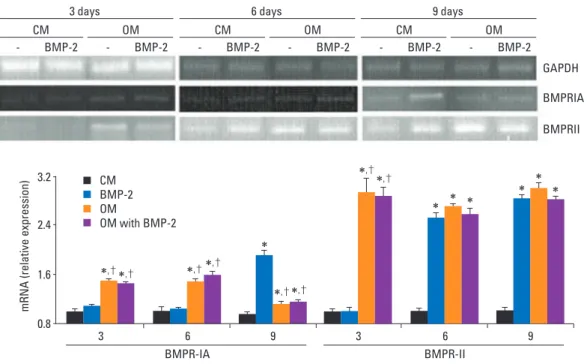 Fig. 4. mRNA expression of the BMP receptor in BMSCs. BMSCs were treated with CM or OM with or without BMP-2