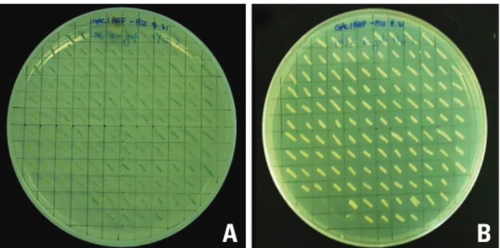 Fig. 3. Mouse kidney cDNA library that was transformed into AH109/pGBKT7- AH109/pGBKT7-podocin