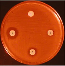 Fig.  1  Assay  of  antimicrobial  activity  by  different  concentrations  Coptis  chinensis 