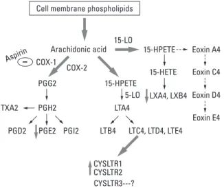 Fig. 1. Schematic representation of the metabolism of arachidonic acid by the cyclooxygenase and the 5-and 15-LO pathways.