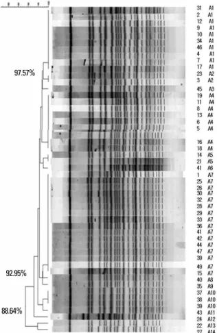 Fig. 1. Detection of genes encoding OXA carbapenemase by Multiplex PCR.