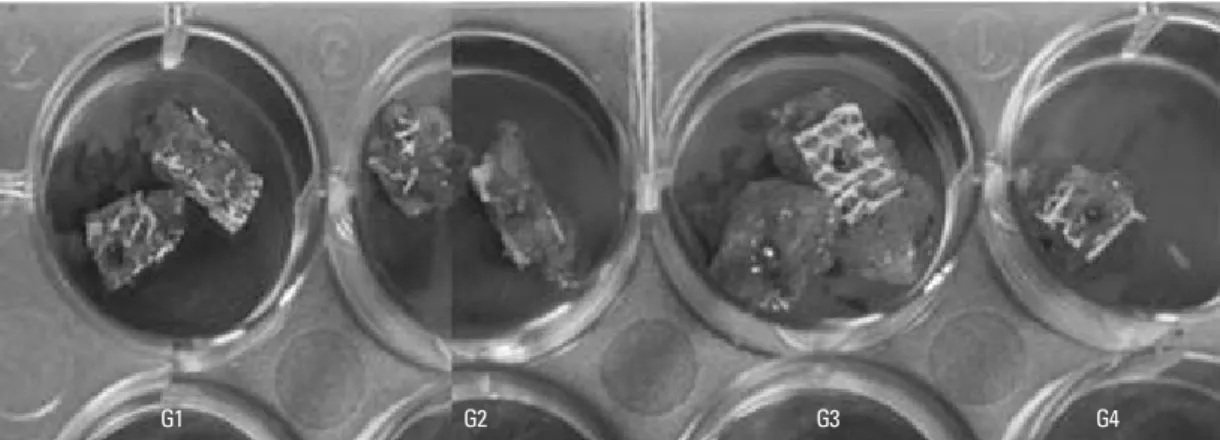 Fig. 2. Specimens taken 2 weeks after grafting. Grafts G1 and G2 (the non-BMP group) were easily detached from the recipient beds, whereas grafts G3 and G4 (the BMP group) were difficult to detach due to the bone-like tissue at the junction of the scaffold