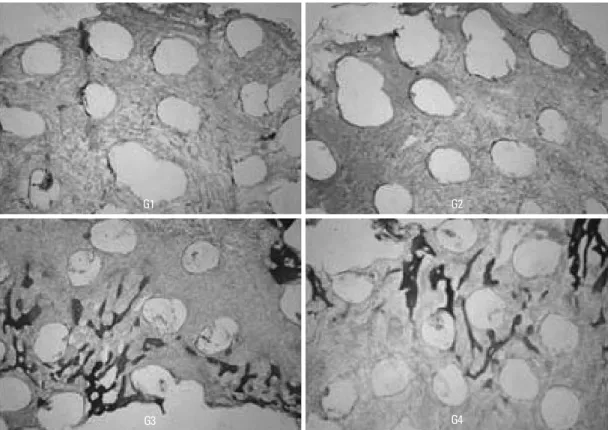 Fig. 3. Light and fluorescence micrographs of the specimens taken 2 weeks after grafting
