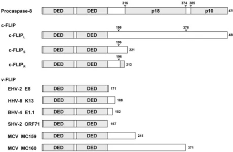 Fig. 2. Various FLIPs and procaspase-8.