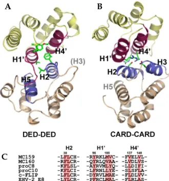 Fig. 3. Structure of v-FLIP and comparison of DED-DED interface with CARD-CARD interface