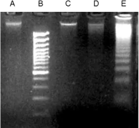 Fig. 2. Effect of ULMWH on glutamate-induced DNA  fragmentation (DNA ladder) in cortical cells