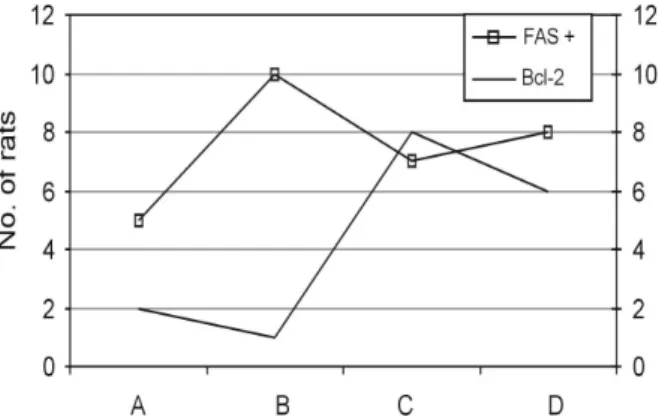 Fig. 3. Severe edema among myofibrilles in non-treated melatonin Group B (H &amp; E × 200).