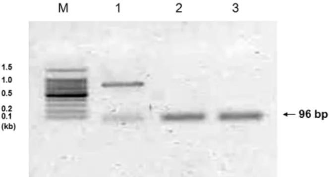 Fig. 1. Expression of adiponectin receptors AdipoR1 and AdipoR2 in the human airway smooth muscle cell.