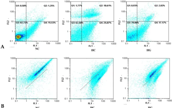 Fig. 1. Representative photomicrographs of TUNEL staining (A) at the anterior portion of the ipsilateral cerebral cortex (× 400) and number of TUNEL-positive cells (B) per high power field in the NC, HC, and HG groups at 24 hours after HI