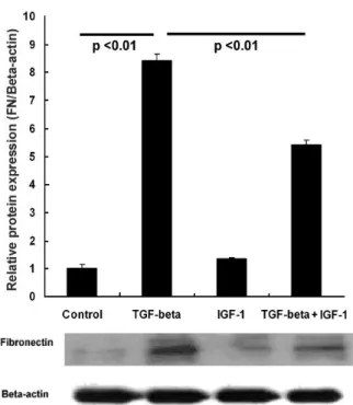 Fig. 2. IGF-1 counteracts TGF- -mediated fibronectin β accumulation in the human lens epithelial cell line (HLE B-3 cells)