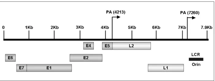 Fig. 1. Schematic diagram for linear HPV genome structure. The early (E) and late (L) genes, as well as the LCR, are shown