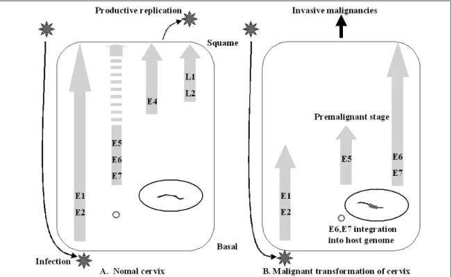 Fig. 3. Infection of HPV to target cell and early gene expression in basal layer. In the virion productive stage, the early proteins E1 and E2 are expressed