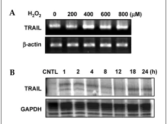 Fig. 1. Gene expression of TRAIL in human astroglial cells after treatment with hydrogen peroxide (H 2 O 2 ) in a dose or time-dependent manner
