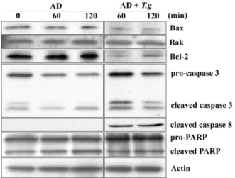 Fig. 3. RT-PCR analysis of Bcl-2 family genes in mouse spleen cells. Expression of pro-apoptotic Bax mRNA was down regulated and levels of anti-apoptotic Bcl-2 and Bcl-X L mRNA remained constant in spleen cells treated with AD/T