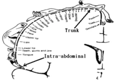 Fig.  7.  The  variations  of  16-channel  EEG  :  (a)  The  EEG  amplitude  for  non-sitimulation(N.S.)  subsects  (b)  The  EEG  amplitude  for  moxibustion  sitimulation(M.S.)  subsects