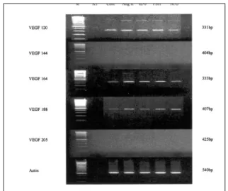 Fig. 1. The values on the Y-axis represent mean values of the ratio between VEGF and actin