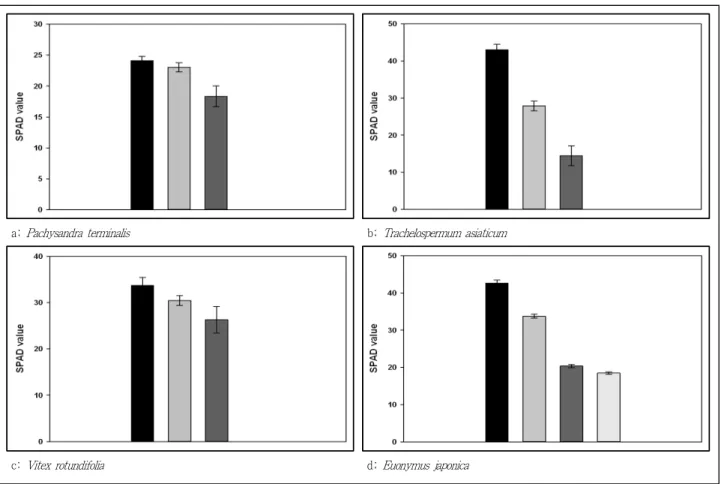 Figure 1. Chlorophyll contents of ground cover plant as affected by a different calcium chloride concentration levels in the amended soil.