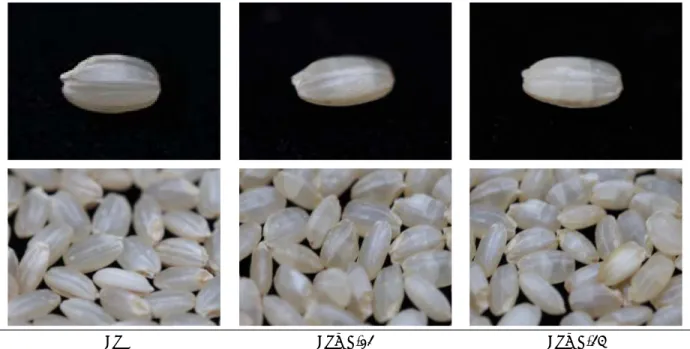 Fig.  3.  Degradation  of  phytate  in  brown  rice  by  L.  sakei  Wikim001