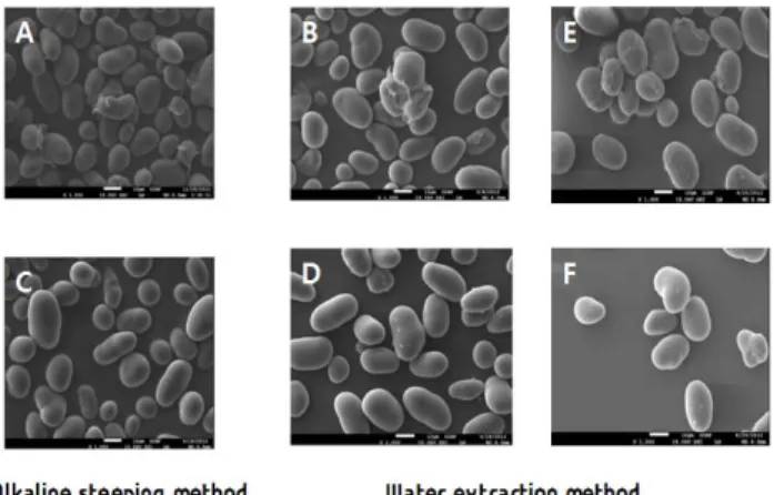 Table  2.  Hunter  L,  a,  b  values  of  mung  bean  starches  with  different purification methods