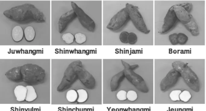 Fig.  1.  Whole  and  cross  section  of  sweet  potatoes  with different Korean varieties.