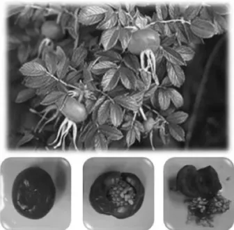 Fig. 1. Rosa rugosa Thunb.(top) and its fruit(bottom). The seed  was separated out and the pulp was further processed  for the preparation of jam.