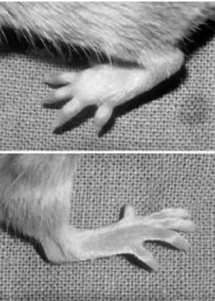 Fig. 2. Collagen induce arthritis in DBA/1 mice.