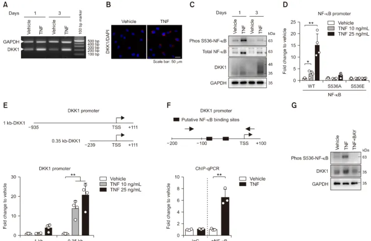 Figure 3. TNF treatment activates NF-κB protein phosphorylation to induce DKK1 mRNA expression in enthesis
