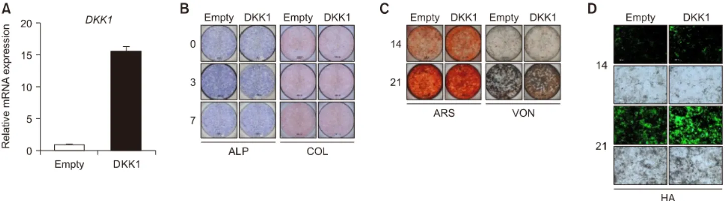 Figure 4. DKK1 overexpression promotes bone formation of enthesis. Enthesis cells were transfected with an empty vector or  DKK1 plasmid and then stimulated to osteogenic differentiation