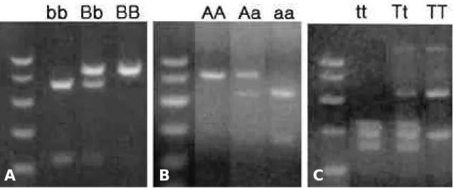 Fig. 1-A. Restriction fragment length polymorphism of Bsm I restriction enzyme (bb; 150 and 650 bp, Bb; 150, 650 and 800 bp, BB; 800 bp).
