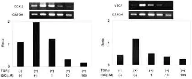 Fig. 4. Effect of indomethacin (IDC) on VEGF mRNA expression. FLS were cultured for 6 hours in media alone(lane1), 10 ng/㎖ o f T G F -β(lane 2), 10ng/ml of TGF-βand 1μ M of IDC(lane 3), 10ng/ml of TGF-βa n d 1 0μ M of IDC (lane 4), or 10ng/ml of  TGF-βand 