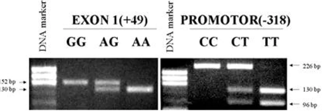 Fig. 1. The genotype GG (152 bp), AG(152, 130 bp), AA (130 bp) CC (226bp), CT (226, 130, 96 bp), and TT (130, 96 bp) are shown