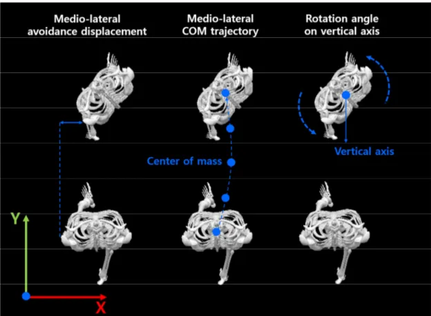 Figure 2. Definitions of medio-lateral avoidance displacements, medio-lateral COM trajectories and rotation angles on vertical axis  of trunk, pelvis and foot 
