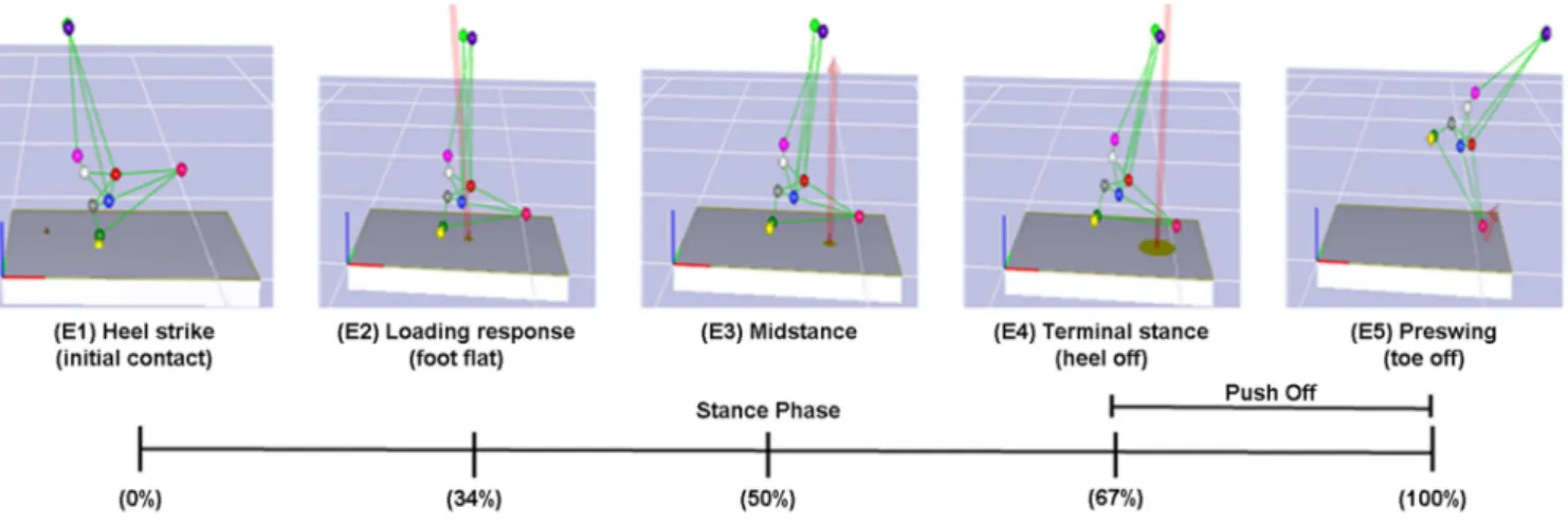 Figure 3. Key points of the stance during the walking cycle 