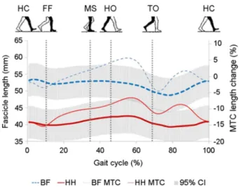 Figure  4.  Average  fascicle  length  and  MTC  length  change  across the gait cycle